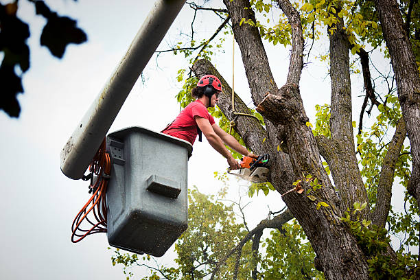 Tree Root Removal in Linden, TN